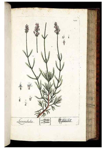 Reproducción/Reproduction 8429986376: Herbarium Blackwellianum emendatum et auctum, id est, Elisabethae Blackwell collectio stirpium. Norimbergae : Typis Io. Iosephi Fleischmanni, 1750-1773.