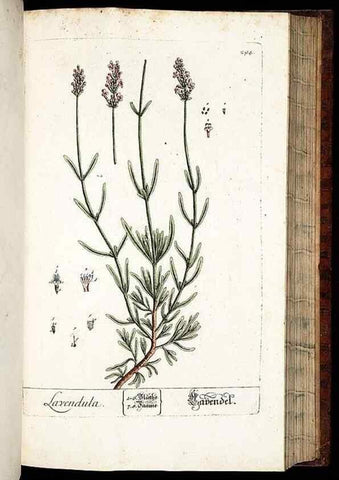 Reproducción/Reproduction 8429986376: Herbarium Blackwellianum emendatum et auctum, id est, Elisabethae Blackwell collectio stirpium. Norimbergae : Typis Io. Iosephi Fleischmanni, 1750-1773.