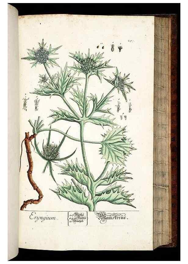 Reproducción/Reproduction 8429986818: Herbarium Blackwellianum emendatum et auctum, id est, Elisabethae Blackwell collectio stirpium. Norimbergae : Typis Io. Iosephi Fleischmanni, 1750-1773.