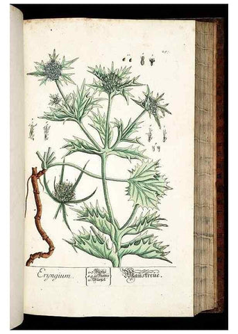 Reproducción/Reproduction 8429986818: Herbarium Blackwellianum emendatum et auctum, id est, Elisabethae Blackwell collectio stirpium. Norimbergae : Typis Io. Iosephi Fleischmanni, 1750-1773.