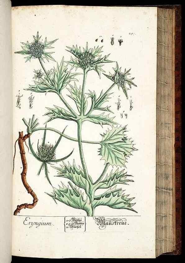 Reproducción/Reproduction 8429986818: Herbarium Blackwellianum emendatum et auctum, id est, Elisabethae Blackwell collectio stirpium. Norimbergae : Typis Io. Iosephi Fleischmanni, 1750-1773.