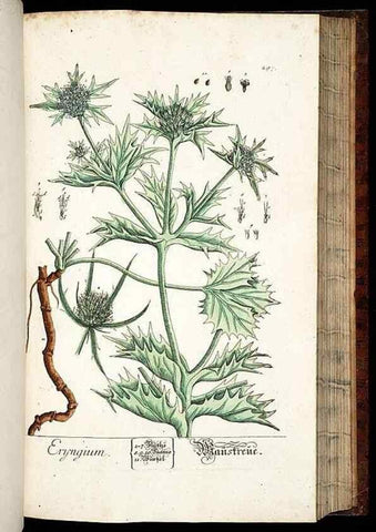 Reproducción/Reproduction 8429986818: Herbarium Blackwellianum emendatum et auctum, id est, Elisabethae Blackwell collectio stirpium. Norimbergae : Typis Io. Iosephi Fleischmanni, 1750-1773.