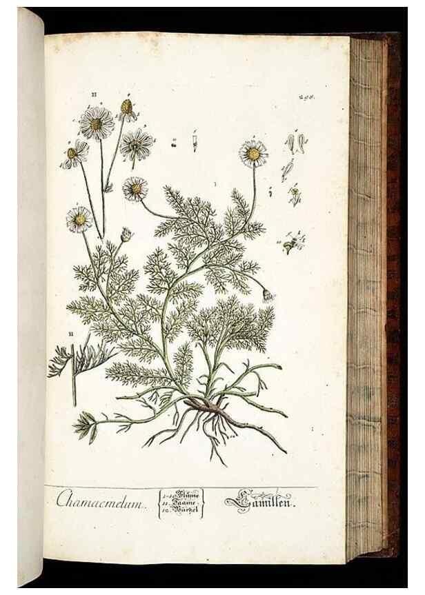 Reproducción/Reproduction 8428898679: Herbarium Blackwellianum emendatum et auctum, id est, Elisabethae Blackwell collectio stirpium. Norimbergae : Typis Io. Iosephi Fleischmanni, 1750-1773.