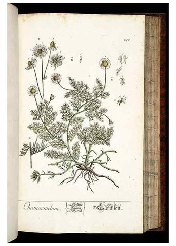 Reproducción/Reproduction 8428898679: Herbarium Blackwellianum emendatum et auctum, id est, Elisabethae Blackwell collectio stirpium. Norimbergae : Typis Io. Iosephi Fleischmanni, 1750-1773.
