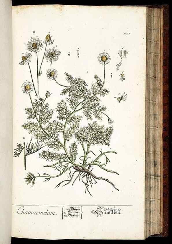 Reproducción/Reproduction 8428898679: Herbarium Blackwellianum emendatum et auctum, id est, Elisabethae Blackwell collectio stirpium. Norimbergae : Typis Io. Iosephi Fleischmanni, 1750-1773.