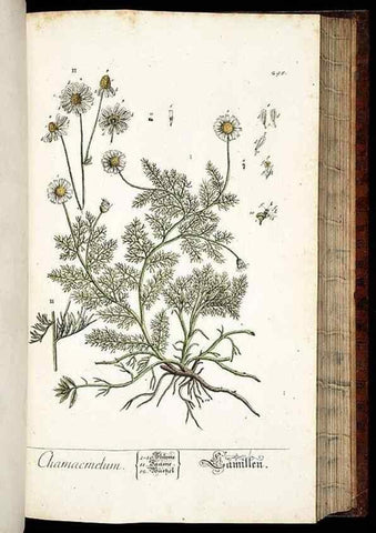 Reproducción/Reproduction 8428898679: Herbarium Blackwellianum emendatum et auctum, id est, Elisabethae Blackwell collectio stirpium. Norimbergae : Typis Io. Iosephi Fleischmanni, 1750-1773.