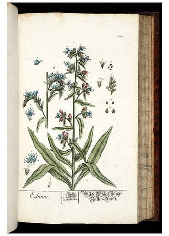 Reproducción/Reproduction 8429987270: Herbarium Blackwellianum emendatum et auctum, id est, Elisabethae Blackwell collectio stirpium. Norimbergae : Typis Io. Iosephi Fleischmanni, 1750-1773.