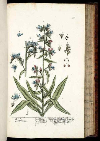 Reproducción/Reproduction 8429987270: Herbarium Blackwellianum emendatum et auctum, id est, Elisabethae Blackwell collectio stirpium. Norimbergae : Typis Io. Iosephi Fleischmanni, 1750-1773.