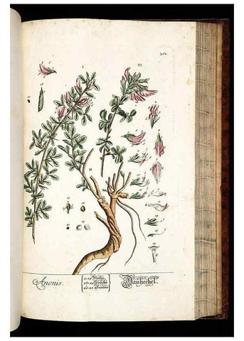 Reproducción/Reproduction 8429987584: Herbarium Blackwellianum emendatum et auctum, id est, Elisabethae Blackwell collectio stirpium. Norimbergae : Typis Io. Iosephi Fleischmanni, 1750-1773.