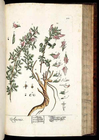 Reproducción/Reproduction 8429987584: Herbarium Blackwellianum emendatum et auctum, id est, Elisabethae Blackwell collectio stirpium. Norimbergae : Typis Io. Iosephi Fleischmanni, 1750-1773.