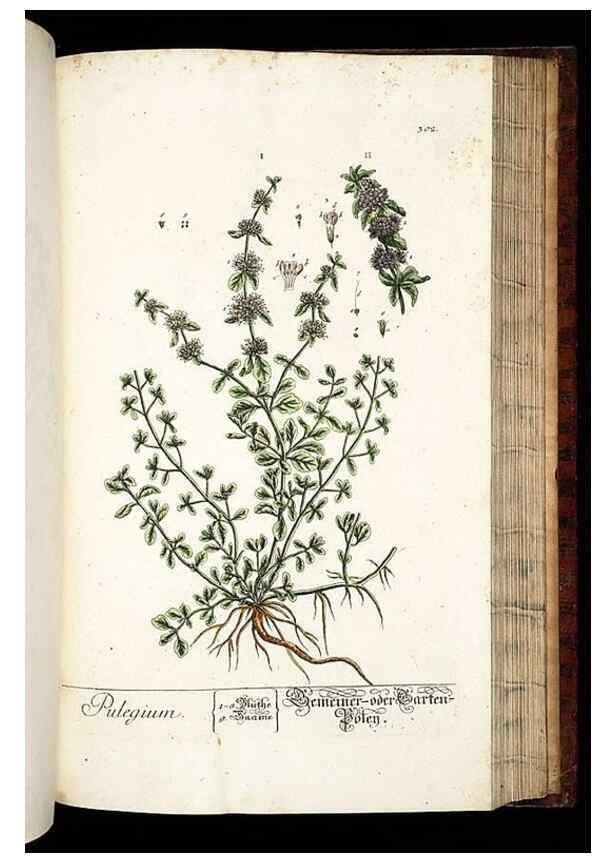 Reproducción/Reproduction 8429987718: Herbarium Blackwellianum emendatum et auctum, id est, Elisabethae Blackwell collectio stirpium. Norimbergae : Typis Io. Iosephi Fleischmanni, 1750-1773.