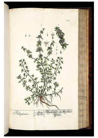 Reproducción/Reproduction 8429987718: Herbarium Blackwellianum emendatum et auctum, id est, Elisabethae Blackwell collectio stirpium. Norimbergae : Typis Io. Iosephi Fleischmanni, 1750-1773.