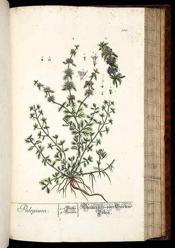Reproducción/Reproduction 8429987718: Herbarium Blackwellianum emendatum et auctum, id est, Elisabethae Blackwell collectio stirpium. Norimbergae : Typis Io. Iosephi Fleischmanni, 1750-1773.