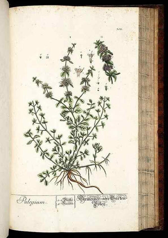 Reproducción/Reproduction 8429987718: Herbarium Blackwellianum emendatum et auctum, id est, Elisabethae Blackwell collectio stirpium. Norimbergae : Typis Io. Iosephi Fleischmanni, 1750-1773.