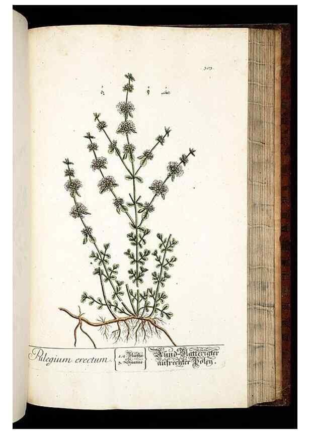Reproducción/Reproduction 8428899553: Herbarium Blackwellianum emendatum et auctum, id est, Elisabethae Blackwell collectio stirpium. Norimbergae : Typis Io. Iosephi Fleischmanni, 1750-1773.