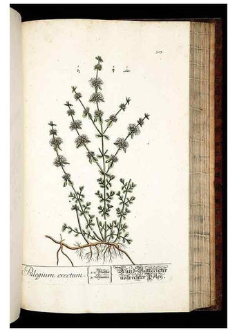 Reproducción/Reproduction 8428899553: Herbarium Blackwellianum emendatum et auctum, id est, Elisabethae Blackwell collectio stirpium. Norimbergae : Typis Io. Iosephi Fleischmanni, 1750-1773.