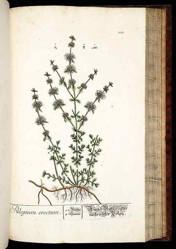 Reproducción/Reproduction 8428899553: Herbarium Blackwellianum emendatum et auctum, id est, Elisabethae Blackwell collectio stirpium. Norimbergae : Typis Io. Iosephi Fleischmanni, 1750-1773.