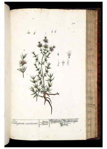 Reproducción/Reproduction 8429987962: Herbarium Blackwellianum emendatum et auctum, id est, Elisabethae Blackwell collectio stirpium. Norimbergae : Typis Io. Iosephi Fleischmanni, 1750-1773.