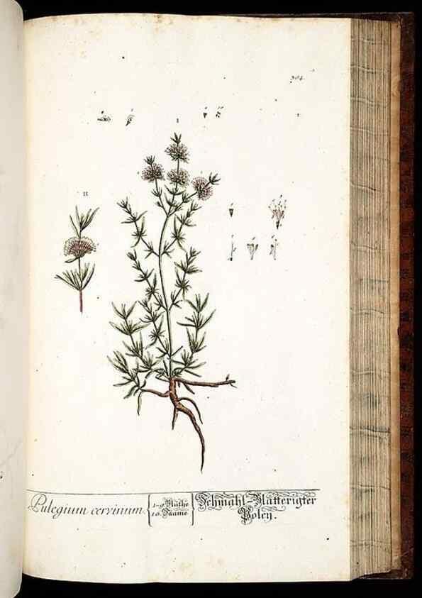 Reproducción/Reproduction 8429987962: Herbarium Blackwellianum emendatum et auctum, id est, Elisabethae Blackwell collectio stirpium. Norimbergae : Typis Io. Iosephi Fleischmanni, 1750-1773.