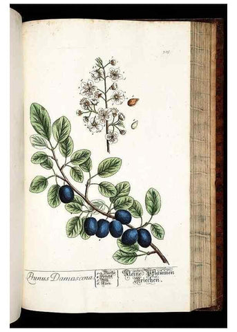 Reproducción/Reproduction 8428899853: Herbarium Blackwellianum emendatum et auctum, id est, Elisabethae Blackwell collectio stirpium. Norimbergae : Typis Io. Iosephi Fleischmanni, 1750-1773.