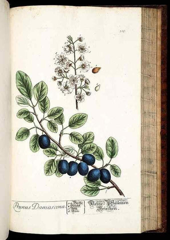 Reproducción/Reproduction 8428899853: Herbarium Blackwellianum emendatum et auctum, id est, Elisabethae Blackwell collectio stirpium. Norimbergae : Typis Io. Iosephi Fleischmanni, 1750-1773.