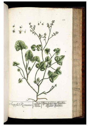 Reproducción/Reproduction 8428900053: Herbarium Blackwellianum emendatum et auctum, id est, Elisabethae Blackwell collectio stirpium. Norimbergae : Typis Io. Iosephi Fleischmanni, 1750-1773.