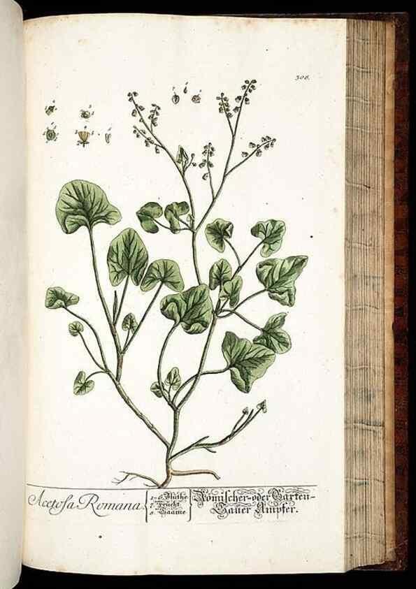 Reproducción/Reproduction 8428900053: Herbarium Blackwellianum emendatum et auctum, id est, Elisabethae Blackwell collectio stirpium. Norimbergae : Typis Io. Iosephi Fleischmanni, 1750-1773.