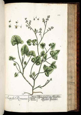 Reproducción/Reproduction 8428900053: Herbarium Blackwellianum emendatum et auctum, id est, Elisabethae Blackwell collectio stirpium. Norimbergae : Typis Io. Iosephi Fleischmanni, 1750-1773.