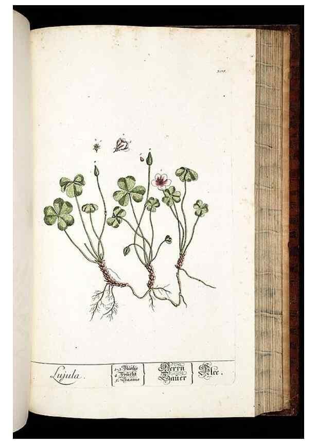 Reproducción/Reproduction 8429988612: Herbarium Blackwellianum emendatum et auctum, id est, Elisabethae Blackwell collectio stirpium. Norimbergae : Typis Io. Iosephi Fleischmanni, 1750-1773.