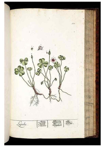 Reproducción/Reproduction 8429988612: Herbarium Blackwellianum emendatum et auctum, id est, Elisabethae Blackwell collectio stirpium. Norimbergae : Typis Io. Iosephi Fleischmanni, 1750-1773.