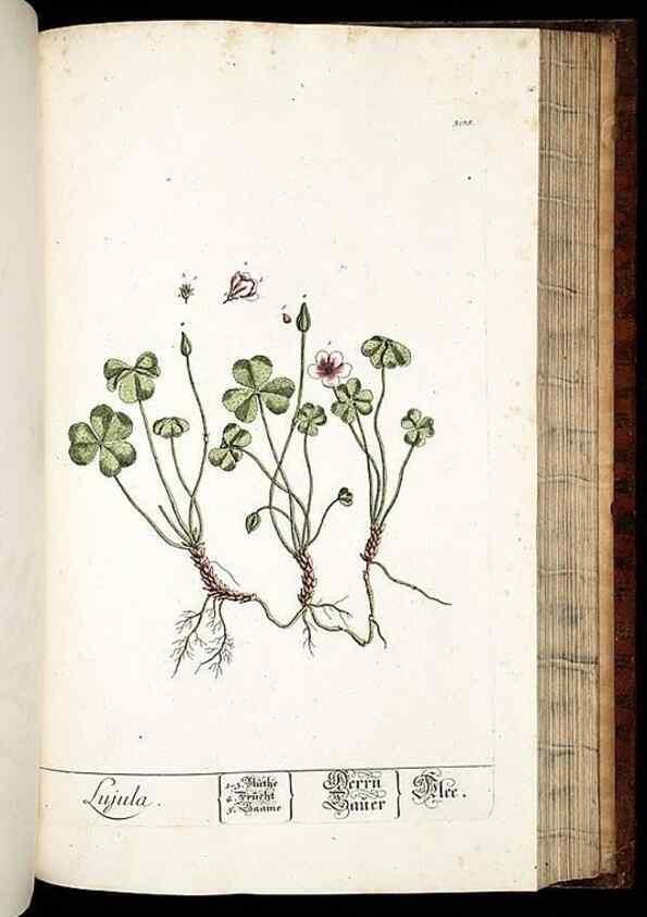 Reproducción/Reproduction 8429988612: Herbarium Blackwellianum emendatum et auctum, id est, Elisabethae Blackwell collectio stirpium. Norimbergae : Typis Io. Iosephi Fleischmanni, 1750-1773.
