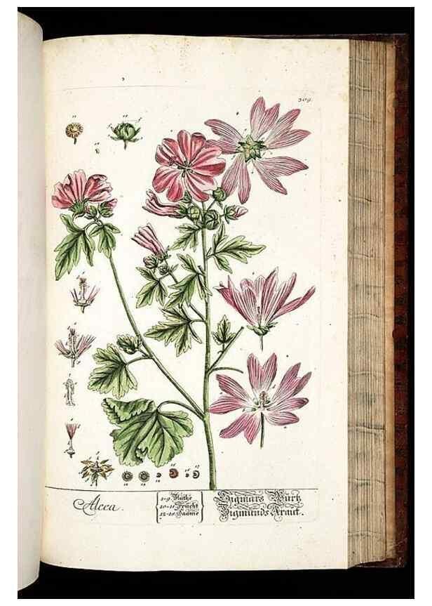 Reproducción/Reproduction 8428900477: Herbarium Blackwellianum emendatum et auctum, id est, Elisabethae Blackwell collectio stirpium. Norimbergae : Typis Io. Iosephi Fleischmanni, 1750-1773.