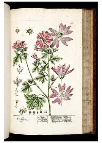 Reproducción/Reproduction 8428900477: Herbarium Blackwellianum emendatum et auctum, id est, Elisabethae Blackwell collectio stirpium. Norimbergae : Typis Io. Iosephi Fleischmanni, 1750-1773.