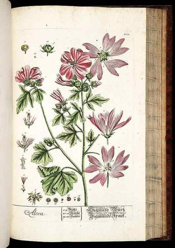 Reproducción/Reproduction 8428900477: Herbarium Blackwellianum emendatum et auctum, id est, Elisabethae Blackwell collectio stirpium. Norimbergae : Typis Io. Iosephi Fleischmanni, 1750-1773.