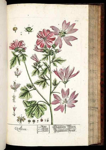Reproducción/Reproduction 8428900477: Herbarium Blackwellianum emendatum et auctum, id est, Elisabethae Blackwell collectio stirpium. Norimbergae : Typis Io. Iosephi Fleischmanni, 1750-1773.