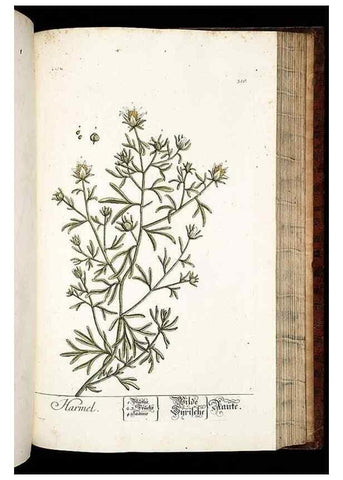 Reproducción/Reproduction 8428900657: Herbarium Blackwellianum emendatum et auctum, id est, Elisabethae Blackwell collectio stirpium. Norimbergae : Typis Io. Iosephi Fleischmanni, 1750-1773.