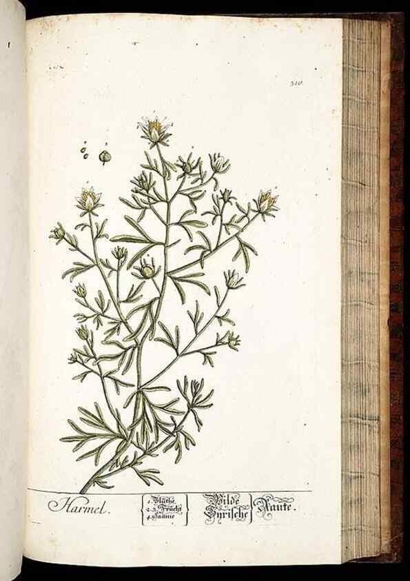 Reproducción/Reproduction 8428900657: Herbarium Blackwellianum emendatum et auctum, id est, Elisabethae Blackwell collectio stirpium. Norimbergae : Typis Io. Iosephi Fleischmanni, 1750-1773.