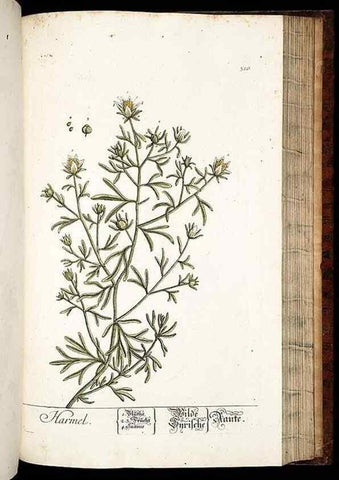 Reproducción/Reproduction 8428900657: Herbarium Blackwellianum emendatum et auctum, id est, Elisabethae Blackwell collectio stirpium. Norimbergae : Typis Io. Iosephi Fleischmanni, 1750-1773.