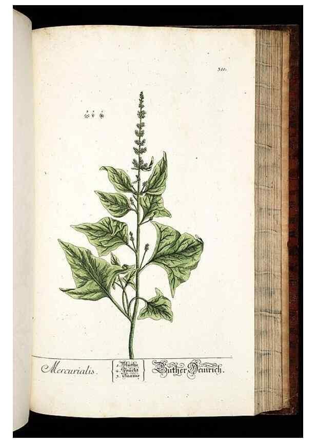 Reproducción/Reproduction 8428900861: Herbarium Blackwellianum emendatum et auctum, id est, Elisabethae Blackwell collectio stirpium. Norimbergae : Typis Io. Iosephi Fleischmanni, 1750-1773.