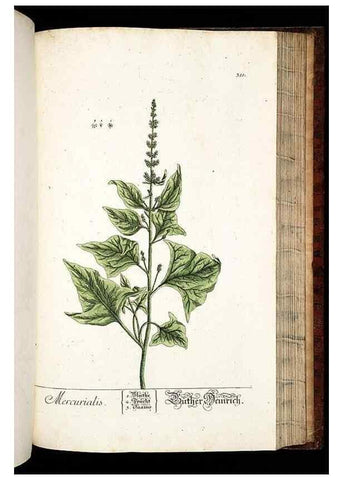 Reproducción/Reproduction 8428900861: Herbarium Blackwellianum emendatum et auctum, id est, Elisabethae Blackwell collectio stirpium. Norimbergae : Typis Io. Iosephi Fleischmanni, 1750-1773.