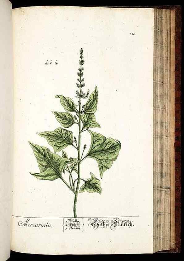 Reproducción/Reproduction 8428900861: Herbarium Blackwellianum emendatum et auctum, id est, Elisabethae Blackwell collectio stirpium. Norimbergae : Typis Io. Iosephi Fleischmanni, 1750-1773.