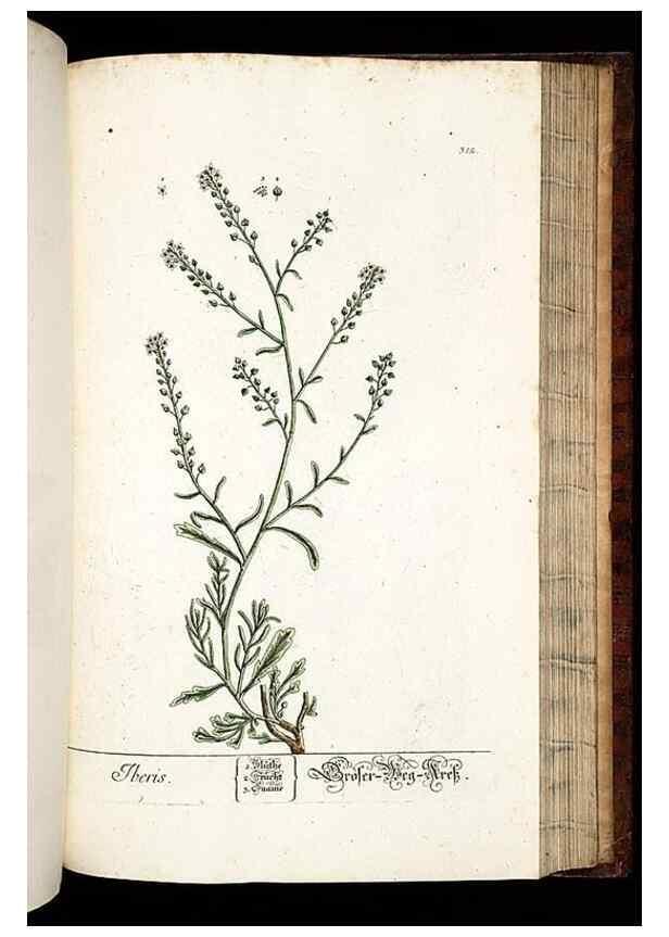 Reproducción/Reproduction 8429989400: Herbarium Blackwellianum emendatum et auctum, id est, Elisabethae Blackwell collectio stirpium. Norimbergae : Typis Io. Iosephi Fleischmanni, 1750-1773.