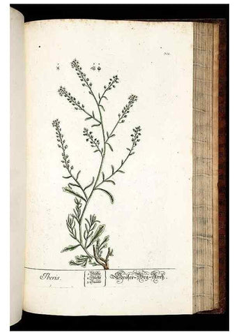 Reproducción/Reproduction 8429989400: Herbarium Blackwellianum emendatum et auctum, id est, Elisabethae Blackwell collectio stirpium. Norimbergae : Typis Io. Iosephi Fleischmanni, 1750-1773.