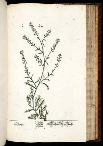 Reproducción/Reproduction 8429989400: Herbarium Blackwellianum emendatum et auctum, id est, Elisabethae Blackwell collectio stirpium. Norimbergae : Typis Io. Iosephi Fleischmanni, 1750-1773.