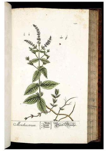 Reproducción/Reproduction 8428897623: Herbarium Blackwellianum emendatum et auctum, id est, Elisabethae Blackwell collectio stirpium. Norimbergae : Typis Io. Iosephi Fleischmanni, 1750-1773.