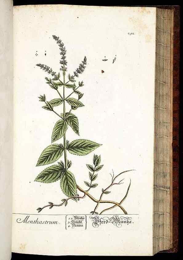 Reproducción/Reproduction 8428897623: Herbarium Blackwellianum emendatum et auctum, id est, Elisabethae Blackwell collectio stirpium. Norimbergae : Typis Io. Iosephi Fleischmanni, 1750-1773.