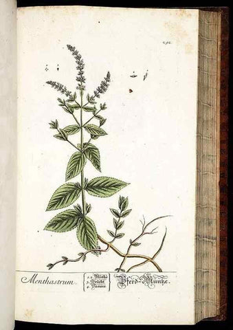 Reproducción/Reproduction 8428897623: Herbarium Blackwellianum emendatum et auctum, id est, Elisabethae Blackwell collectio stirpium. Norimbergae : Typis Io. Iosephi Fleischmanni, 1750-1773.