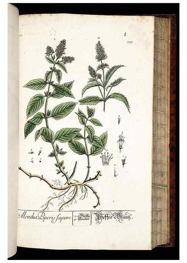 Reproducción/Reproduction 8429985636: Herbarium Blackwellianum emendatum et auctum, id est, Elisabethae Blackwell collectio stirpium. Norimbergae : Typis Io. Iosephi Fleischmanni, 1750-1773.
