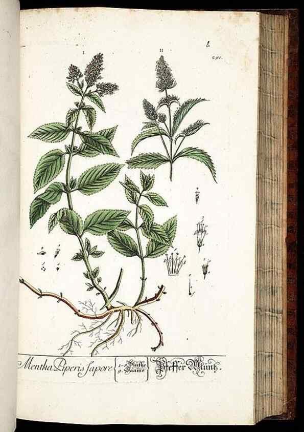 Reproducción/Reproduction 8429985636: Herbarium Blackwellianum emendatum et auctum, id est, Elisabethae Blackwell collectio stirpium. Norimbergae : Typis Io. Iosephi Fleischmanni, 1750-1773.