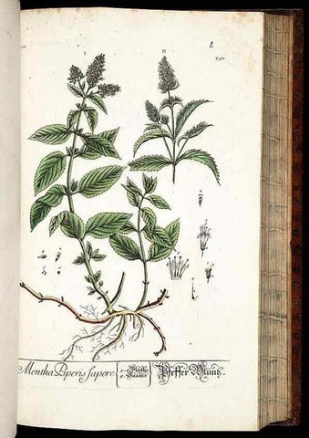 Reproducción/Reproduction 8429985636: Herbarium Blackwellianum emendatum et auctum, id est, Elisabethae Blackwell collectio stirpium. Norimbergae : Typis Io. Iosephi Fleischmanni, 1750-1773.